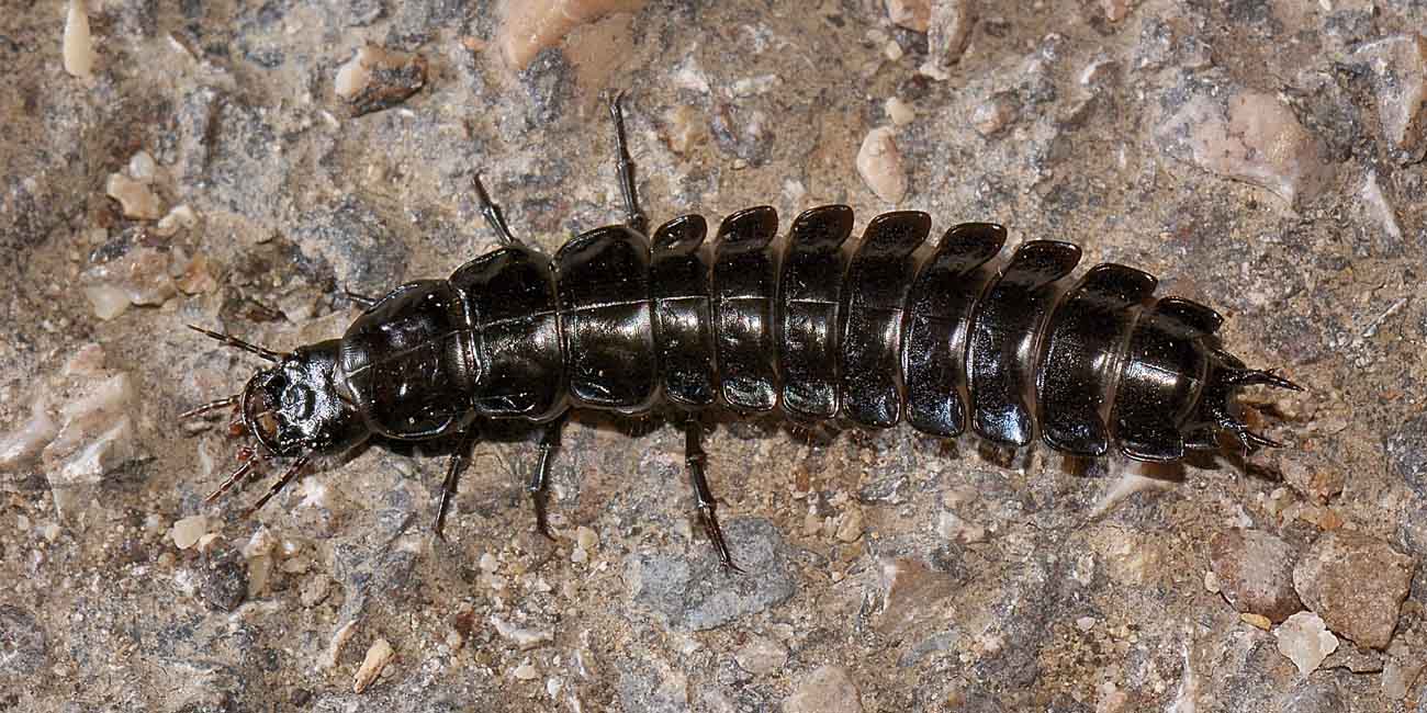 Larva di Carabus lefebvrei bayardi